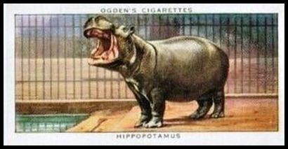 19 Hippopotamus